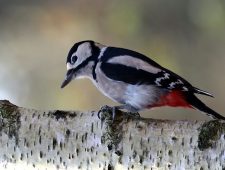 Een woonwijk voor mens, egel en bonte specht