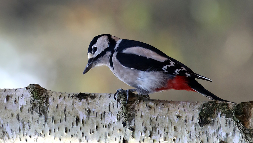 Een woonwijk voor mens, egel en bonte specht