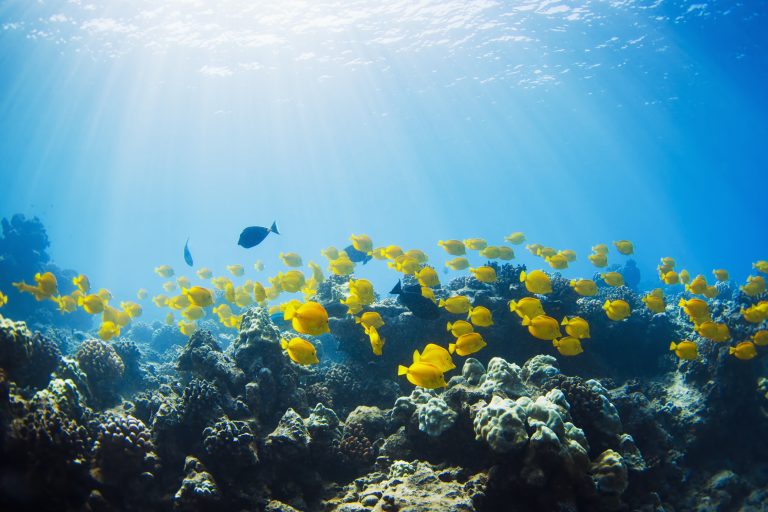Waar vinden we Dory’s?
