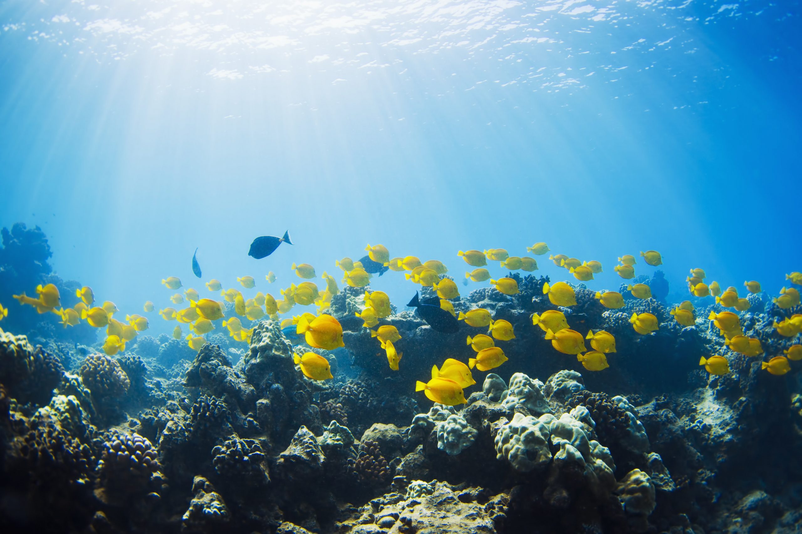 Waar vinden we Dory’s?