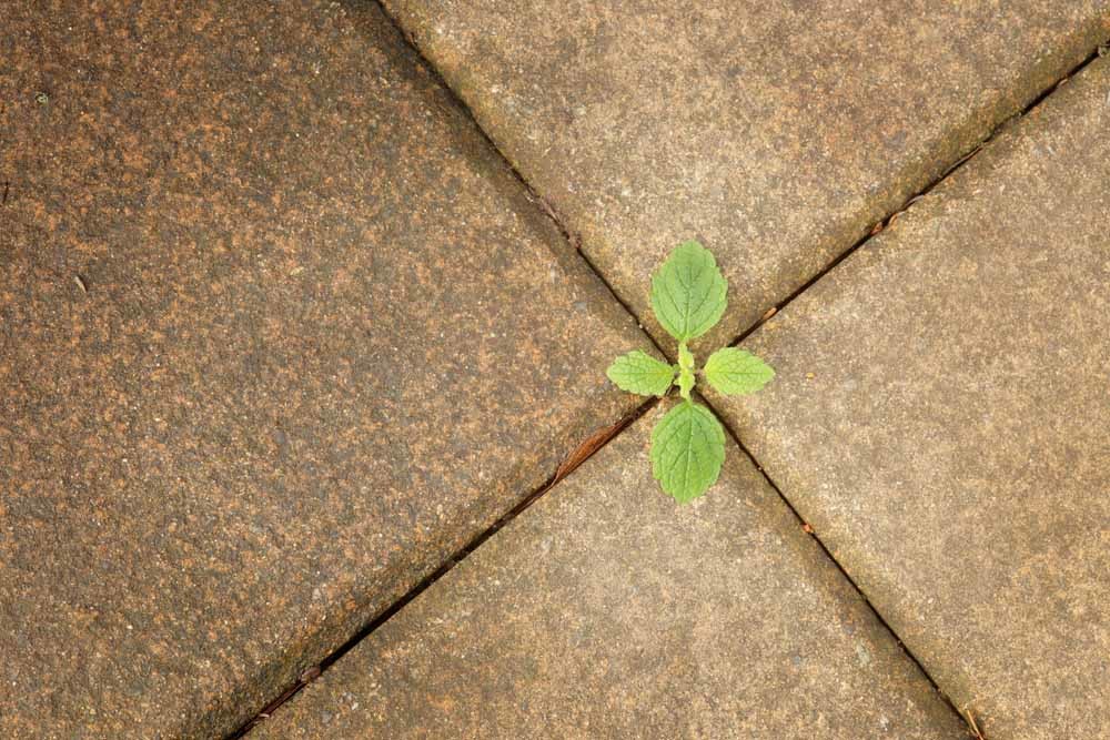 Onkruid bestaat niet