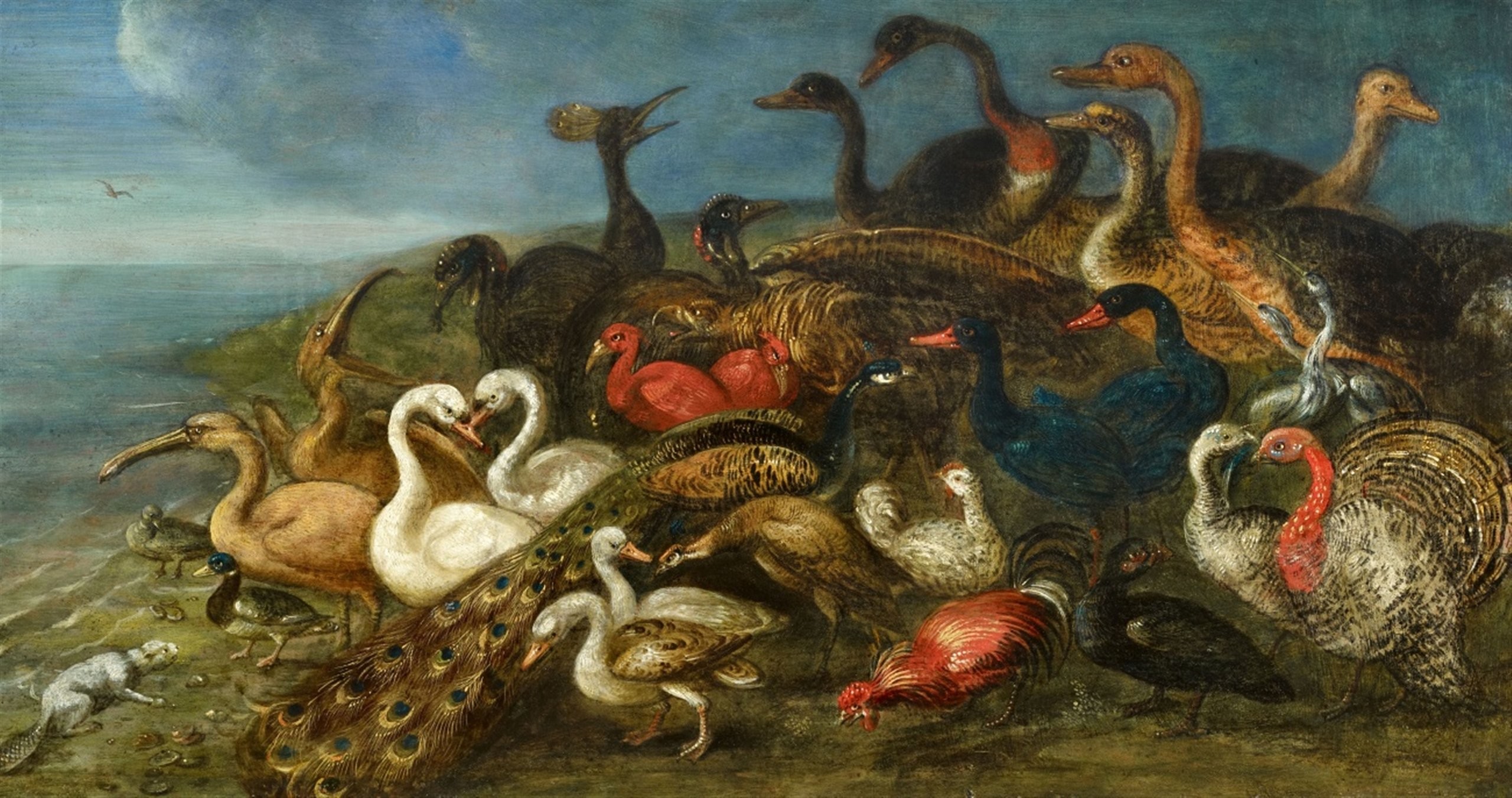 Vogels spotten met de Atwoods