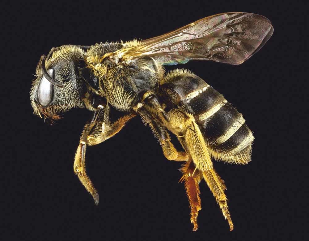 Hoe het komt weet niemand, maar de insecten zijn weg