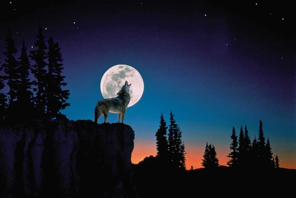 De wolf die zich niet aan de regels hield