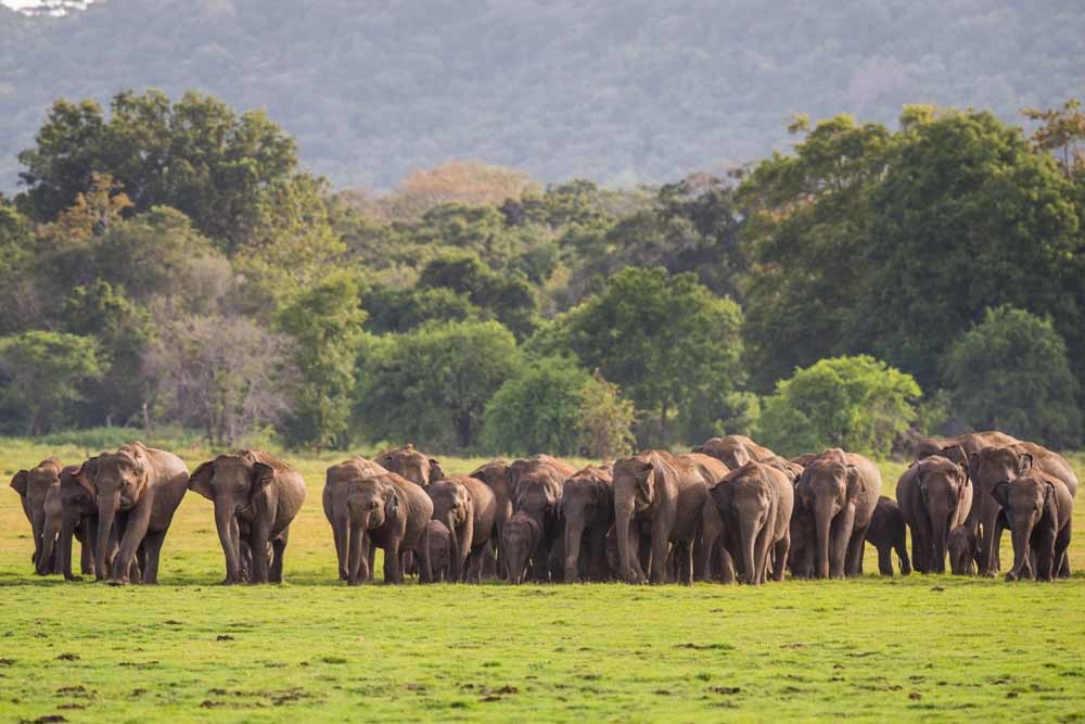 Dieren en hun zesde zintuig