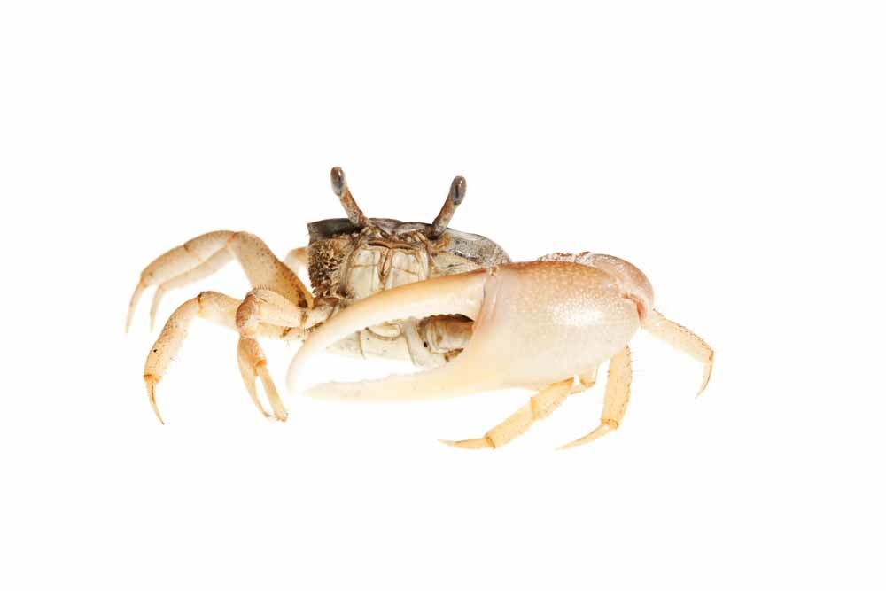 Het gevaarlijke liefdesleven van wenkkrabben
