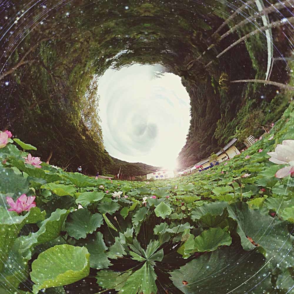Planten ‘praten’ niet meer met elkaar door vervuiling