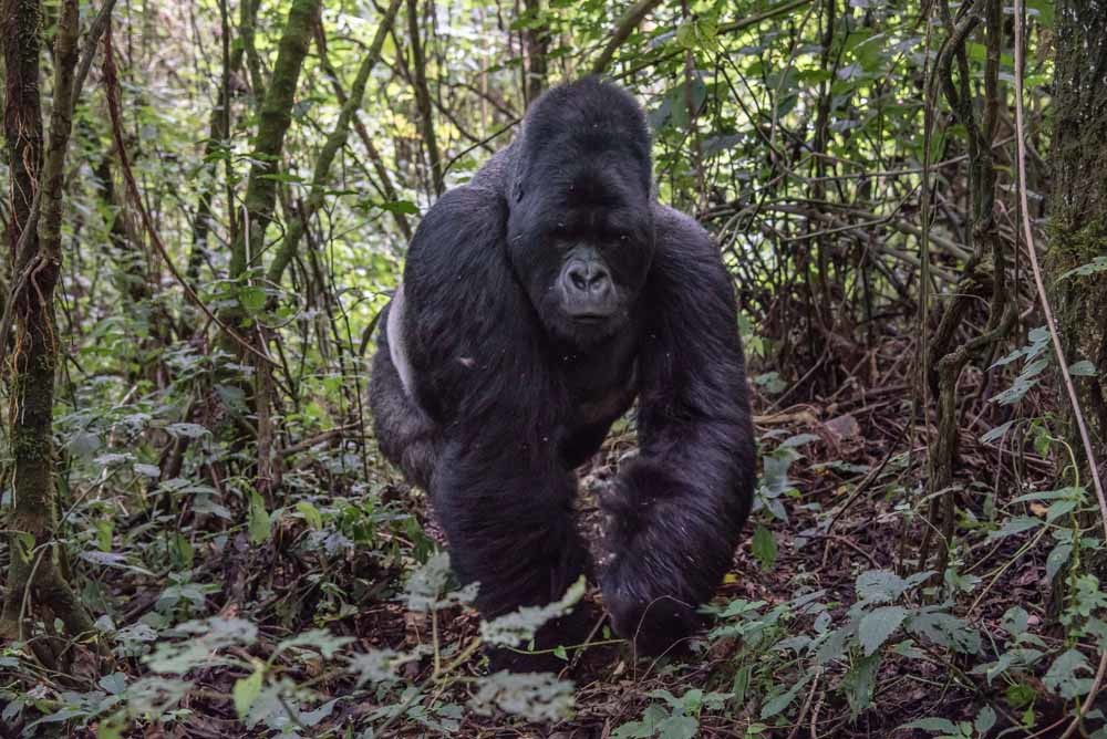 Natuur beschermen met je leven