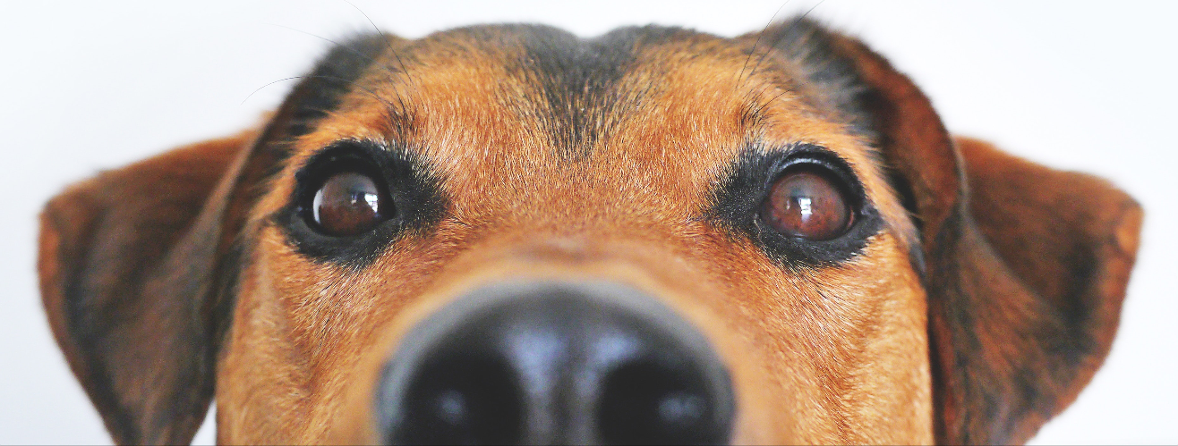 Wetenschappers prefereren honden