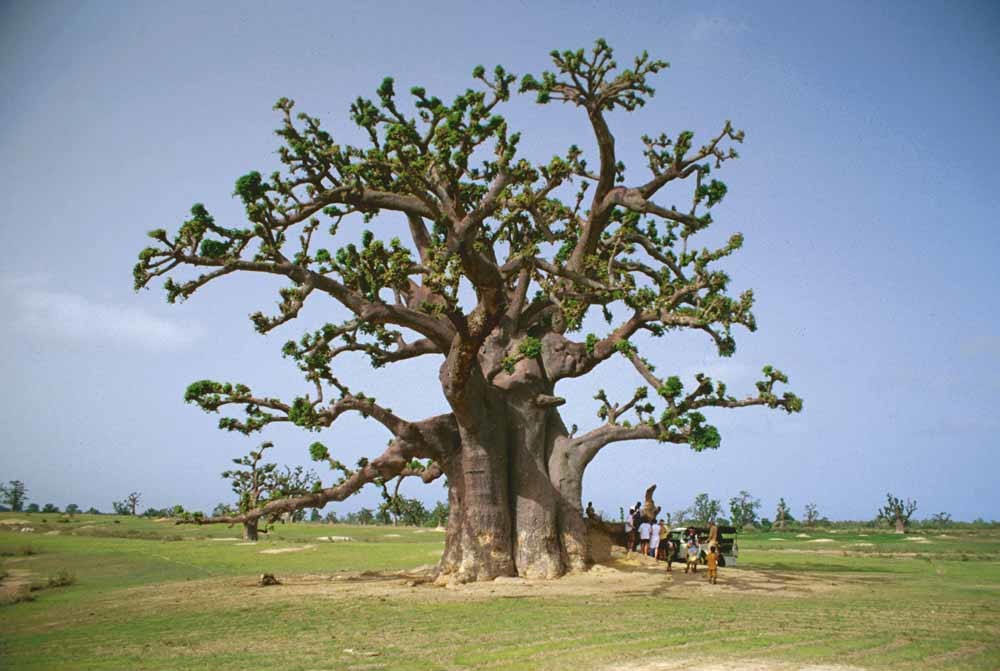 Alles is mooi aan de baobab