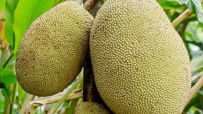 De nangka – hit of hype? de nangka hit of hype