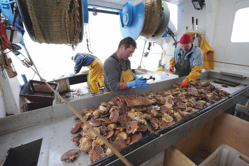 In vijf kwartier maximaal 400 kilo jakobsschelpen plukken in vijf kwartier maximaal 400 kilo jakobsschelpen plukken