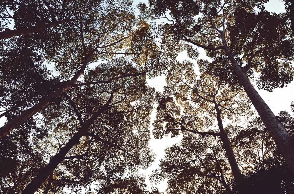 boeken over bomen