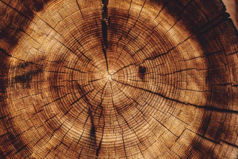 Onderschat nooit de intelligentie van bomen Onderschat nooit de intelligentie van bomen