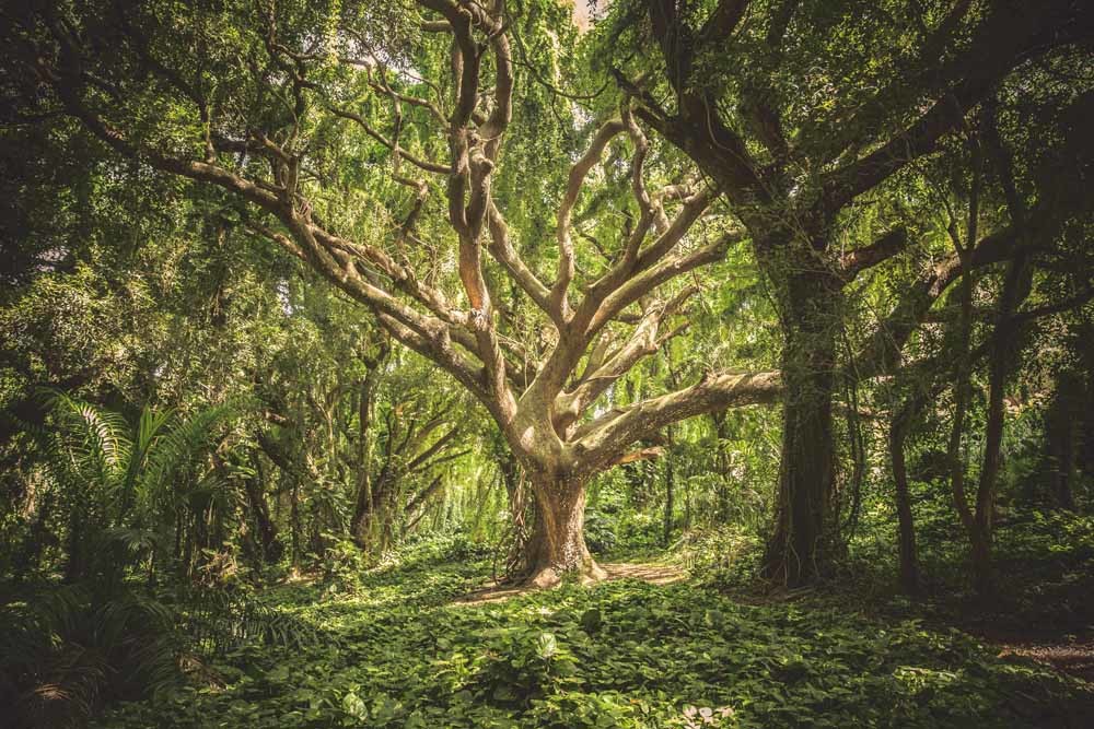 opening dossier wat je van bomen kunt leren