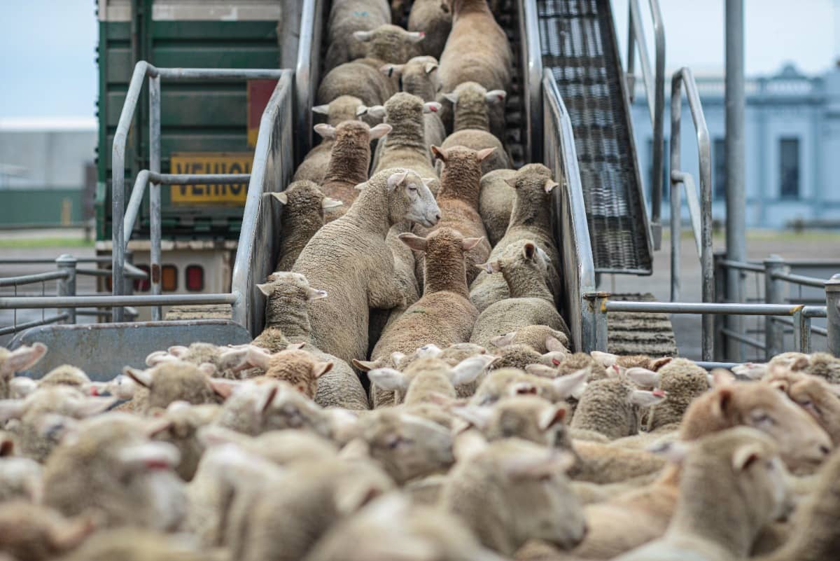 Europese Hof keurt verbod op onverdoofd slachten goed & meer wereldnieuws