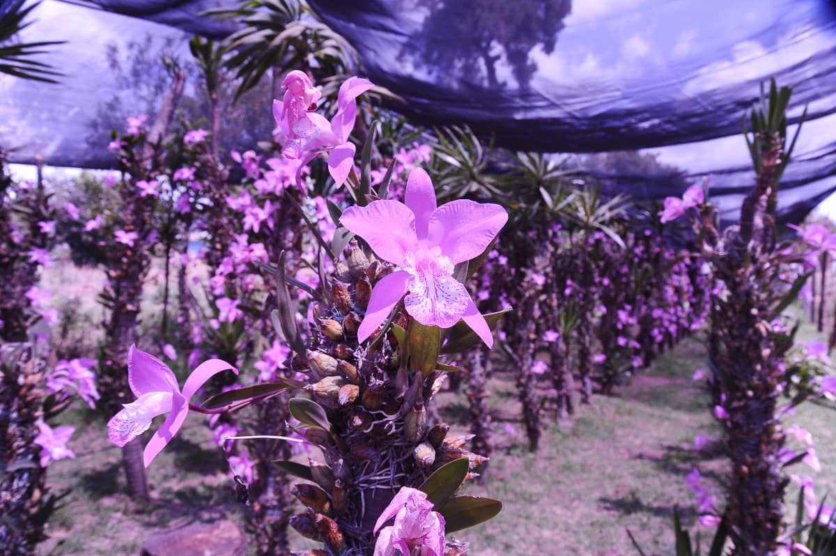 Orchideeënstroperij: hoe een bloeiende onlinehandel deze zeldzame bloemen bedreigt