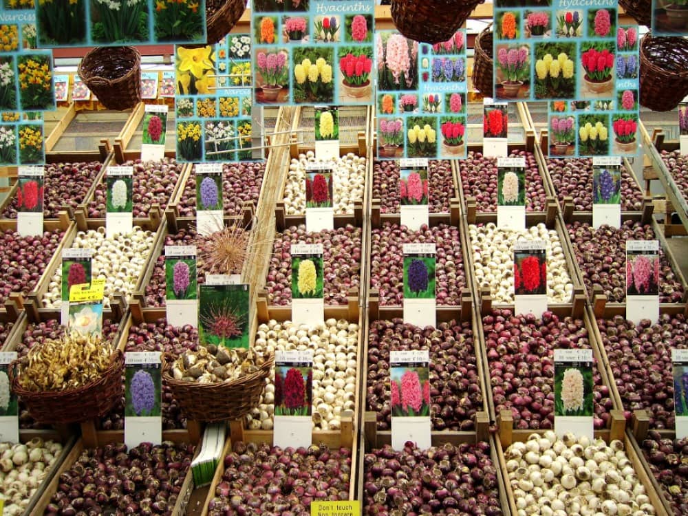 Bloemen rotten weg door brexit | Korea stopt steun overtreders