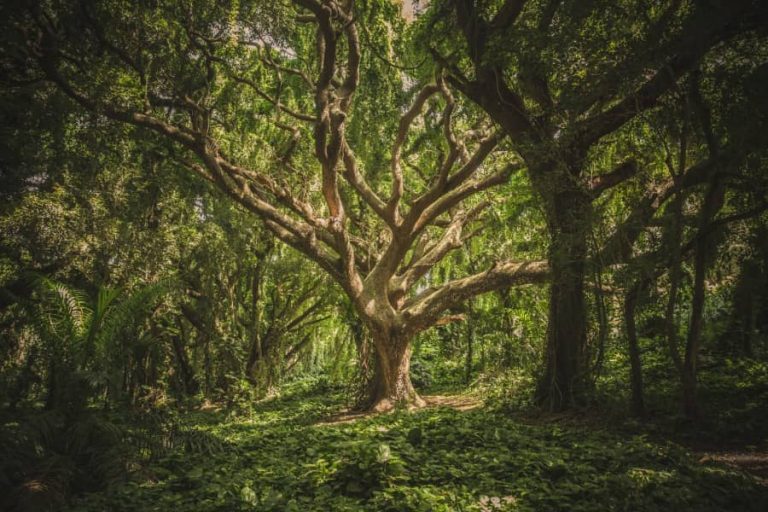 Onderschat nooit de intelligentie van bomen Onderschat nooit de intelligentie van bomen