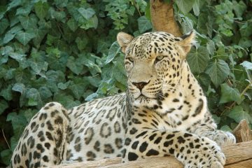 1200px Persian Leopard sitting 1