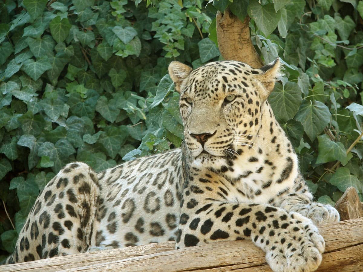 De dappere strijd voor de Perzische panter & meer 1200px Persian Leopard sitting 1