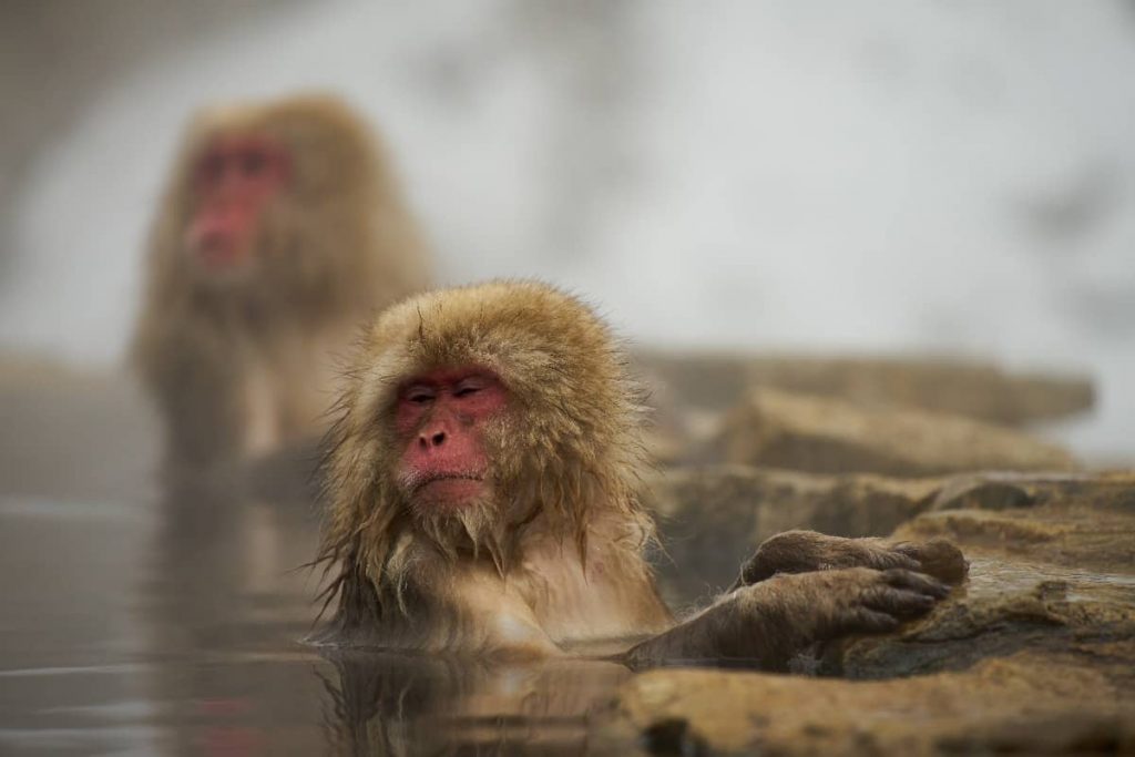 monkey 3132624 1