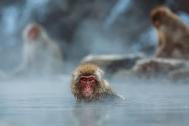 Wat de Japanse sneeuwaap ons leert over cultuur bij dieren