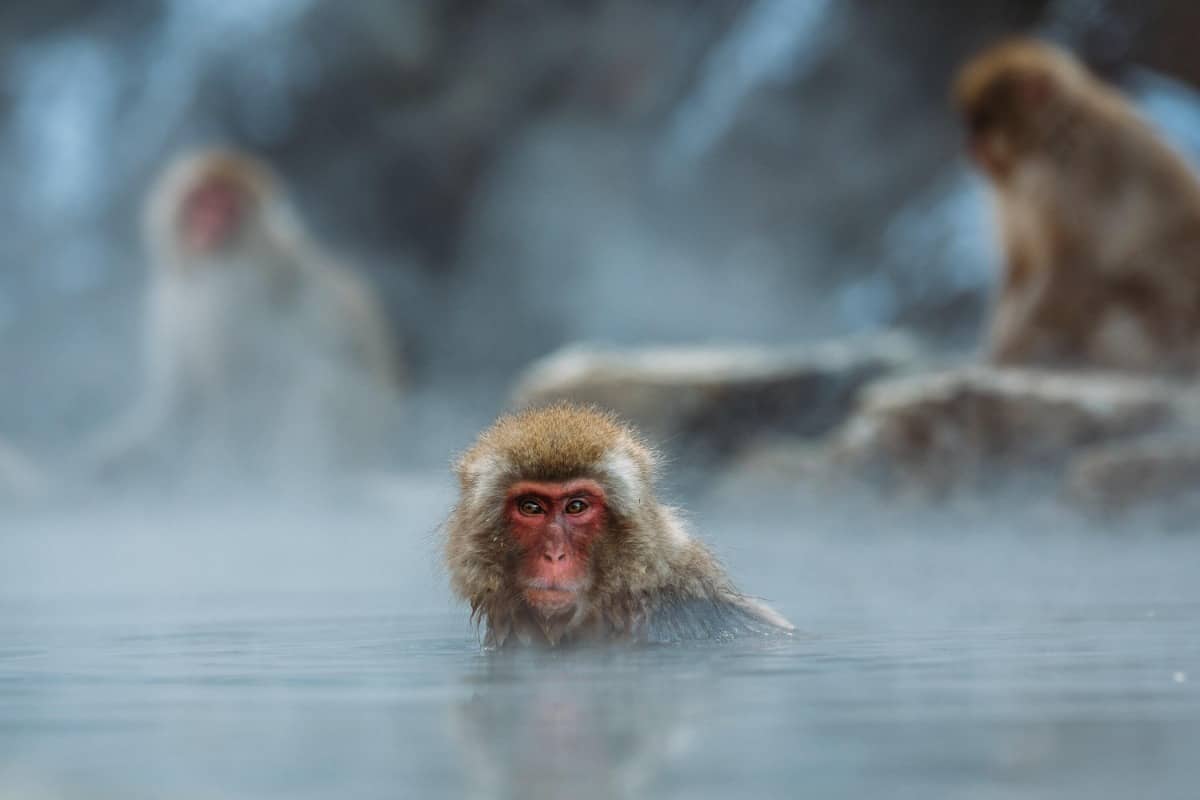 Wat de Japanse sneeuwaap ons leert over cultuur bij dieren