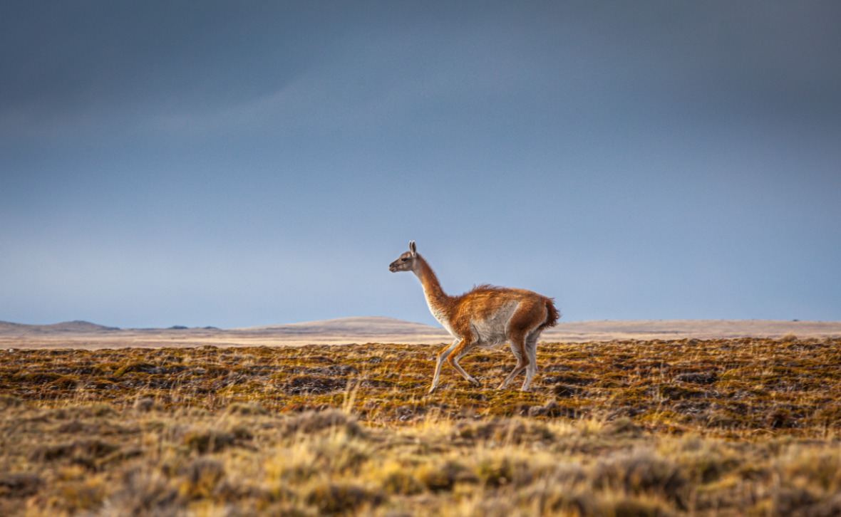 chris stenger 4 1gIedRYcY unsplash 2