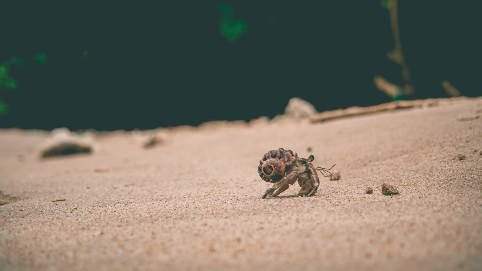 Hoe verhuist een heremietkreeft? & Meer tips jehu christan lXLJD6bPT5g unsplash 2