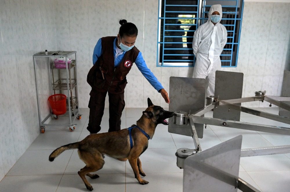 Cambodja zet honden in tegen corona |  Japanse beurs in de lift