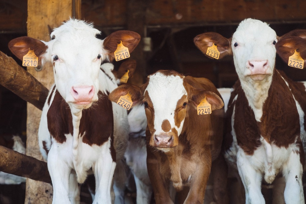 Europees landbouwbeleid: een ‘mislukte’ groene hervorming