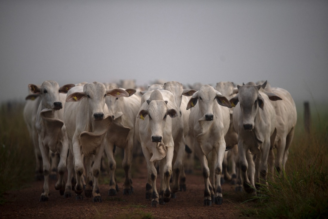 Europese supermarkten, waaronder Albert Heijn en Lidl, boycotten Braziliaans vlees