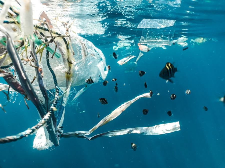 Onderzoek: plastic veel dodelijker voor zeedieren dan gedacht