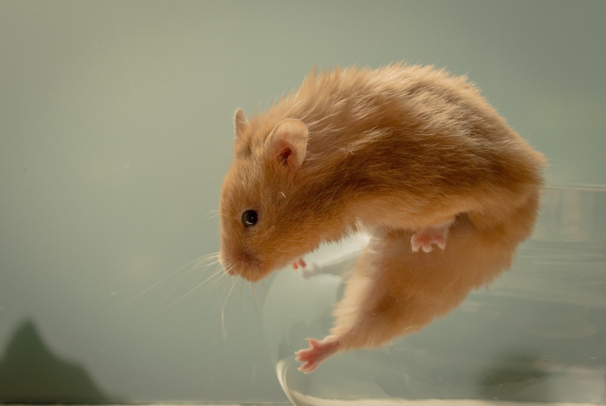 Hamsters zijn ‘de zwaarste drinkers van het dierenrijk’