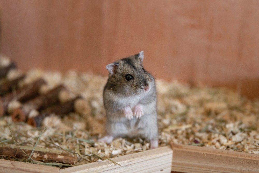 Hongkong besluit hamsters te ruimen vanwege nieuwe coronavariant