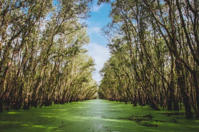 Deze Vietnamese vrouwen hebben hun leven gegeven aan het mangrovewoud