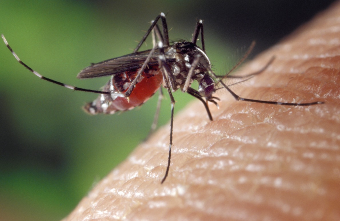 Aedes albopictus on human skin 2