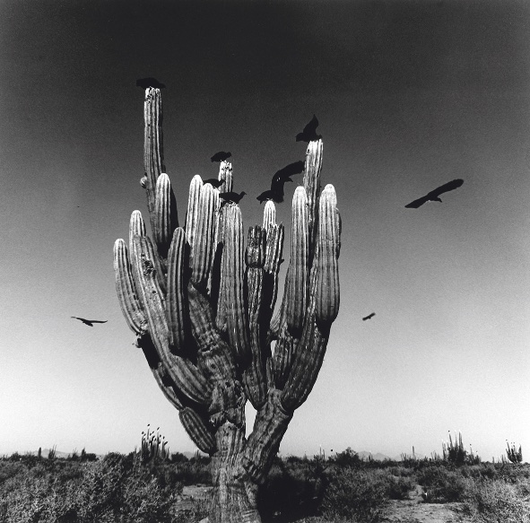 cactus