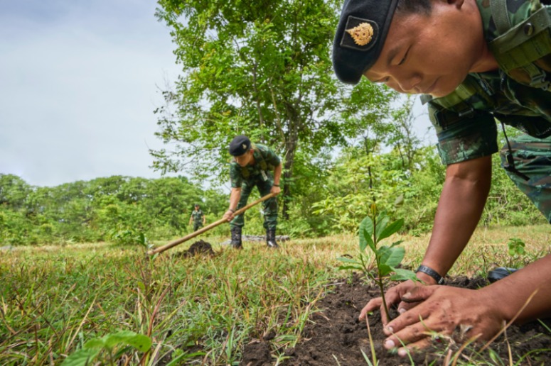 Waarom bomen planten de slechtste maatregel is tegen de wereldwijde ontbossing