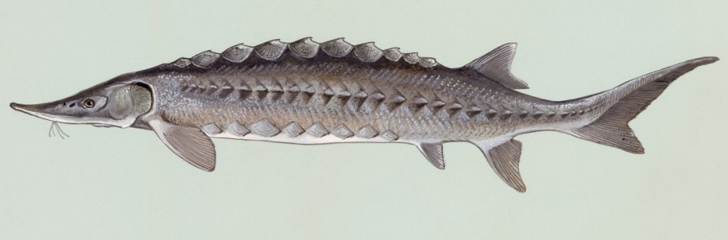 Acipenser oxyrhynchus Wikipediajpg 2