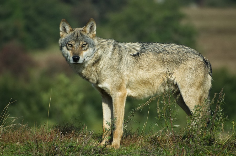 Canis lupus Europe Canis lupus 2