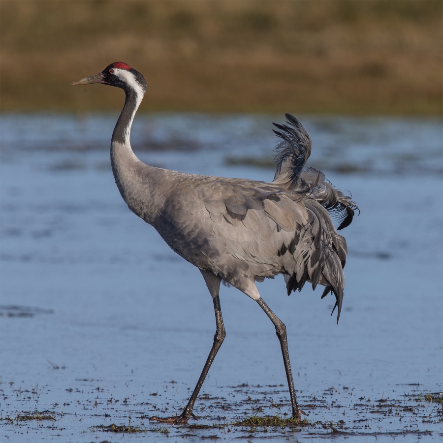 Common crane grus grus wikipedia 1
