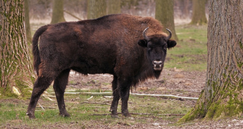 Flachlandwisent Bison bonasus bonasus Wikimedia 2