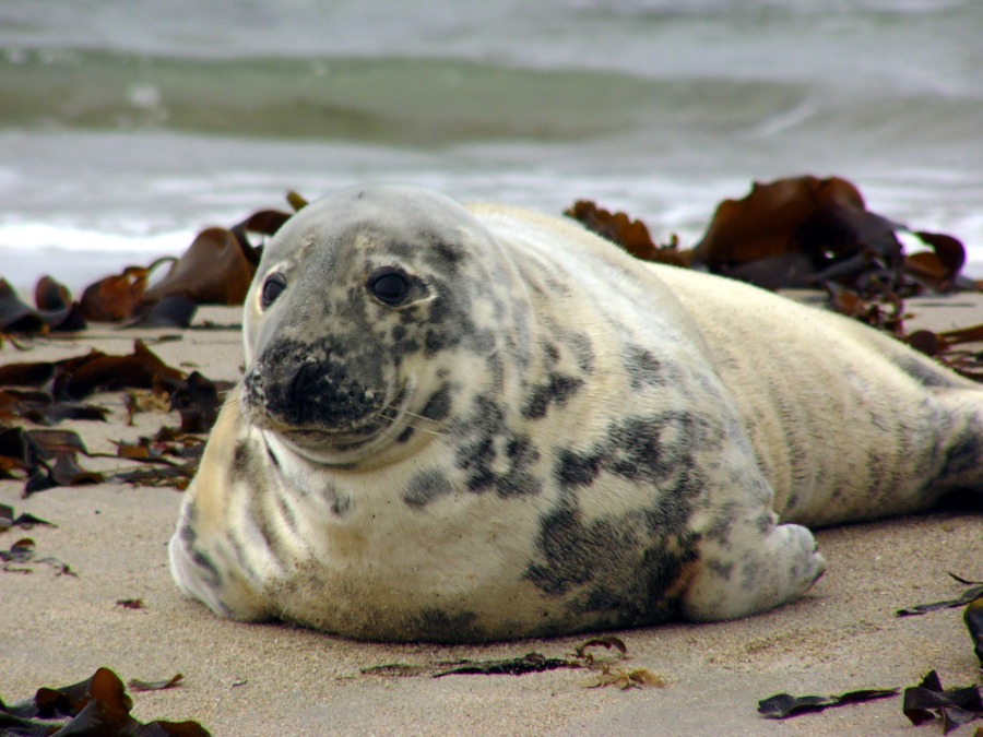Halichoerus grypus He3 Wikimedia 2