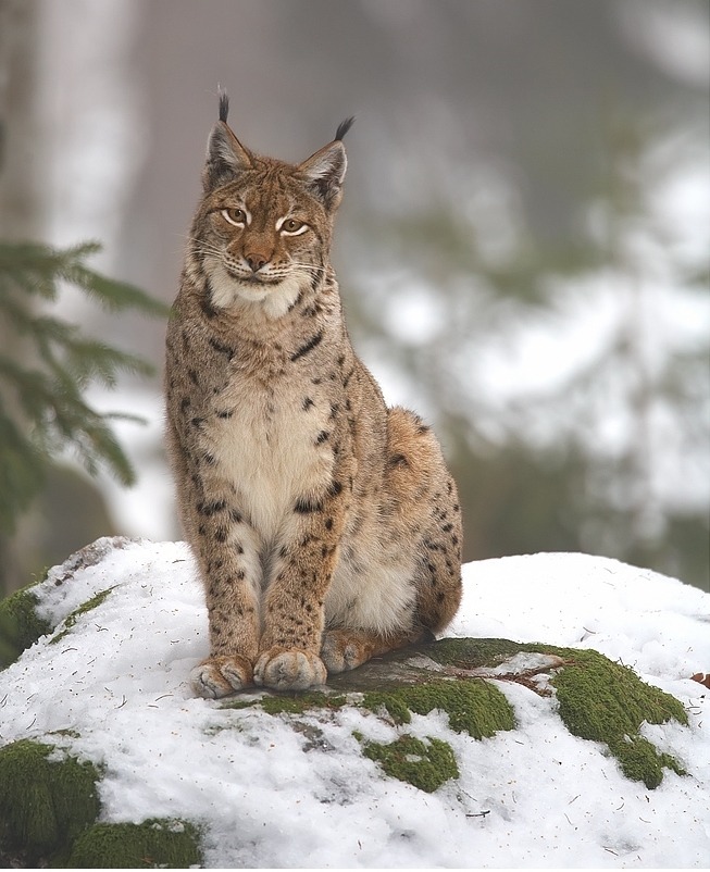 Lynx lynx 2 Martin Mecnarowski wikimedia 1