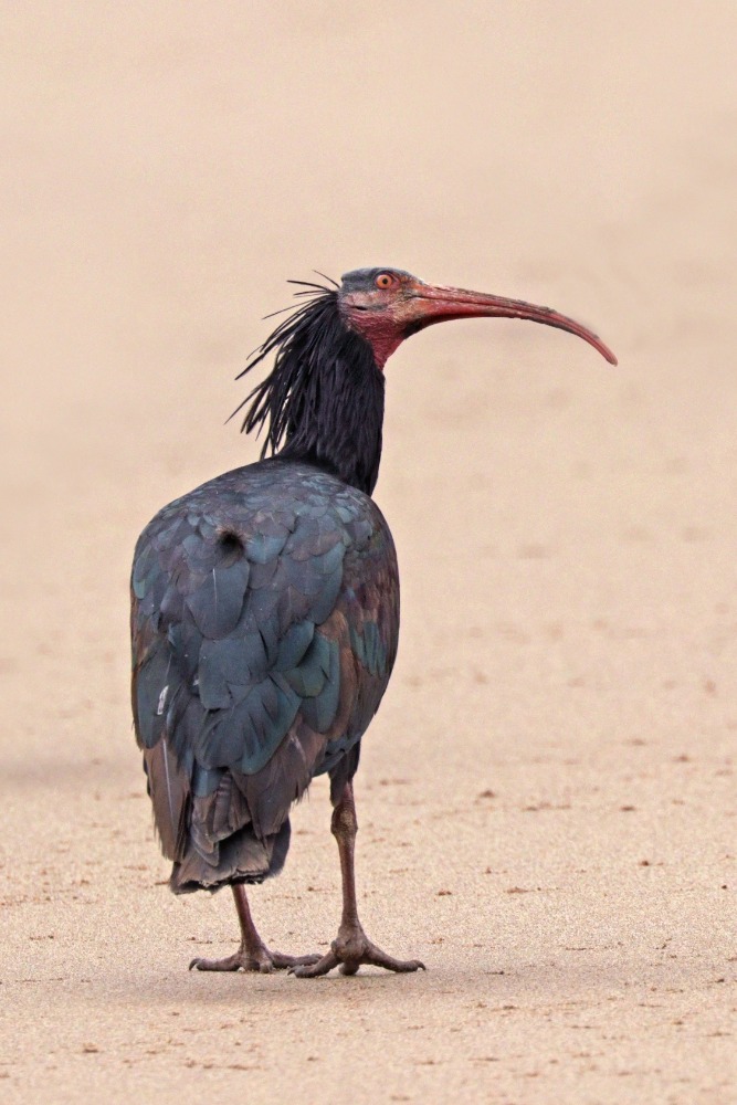 Northern bald ibis Geronticus eremita Wikimedia 1
