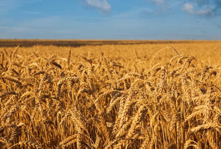 Gokken met graan: hoe westerse speculanten verdienen aan honger in Afrika