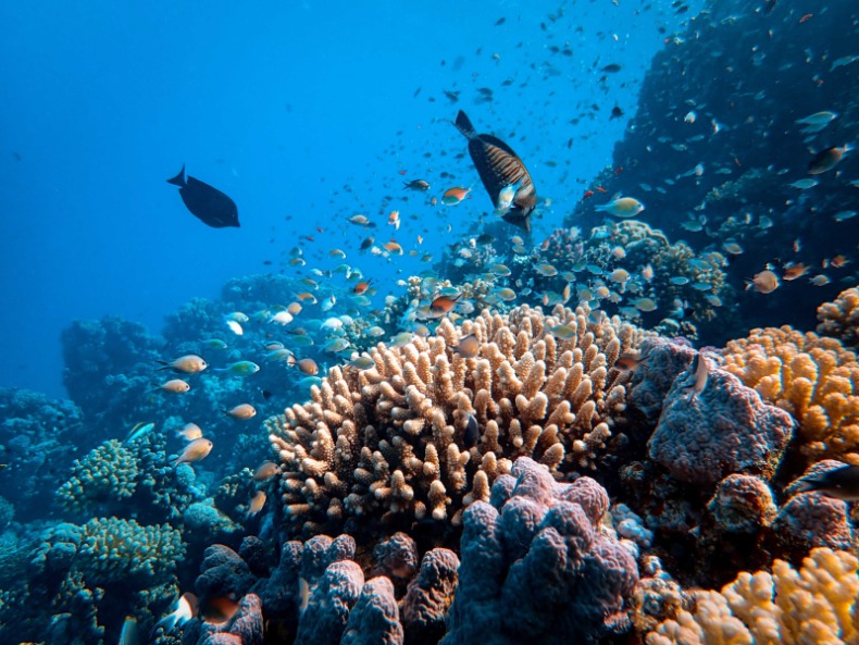 Science: klimaatopwarming heeft massa-extinctie oceaanleven tot gevolg
