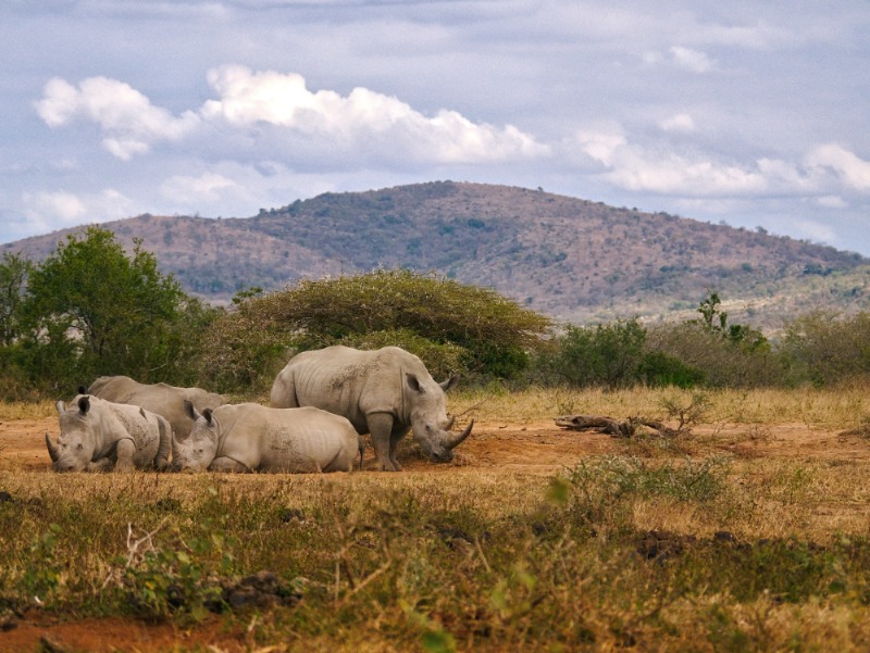 Investeer in de zwarte neushoorn en cash als het aantal stijgt Investeer in de zwarte neushoorn en cash als het aantal stijgt